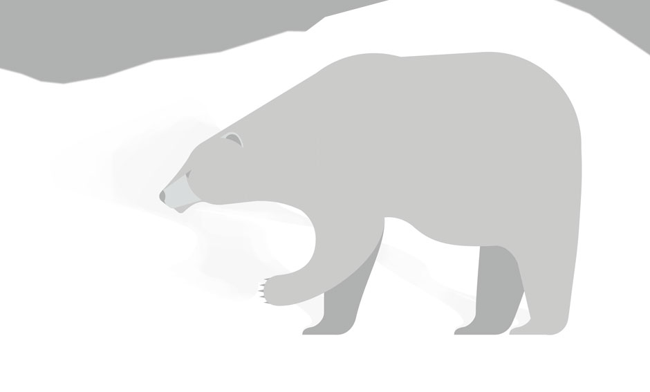 polar-bear